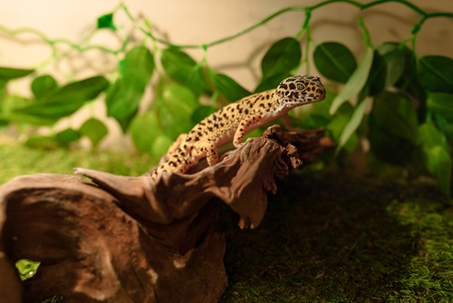 Designing the Perfect Indoor Habitat for Your Reptile