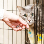 Shelter Adoption : Easy Ways To Understand The Process