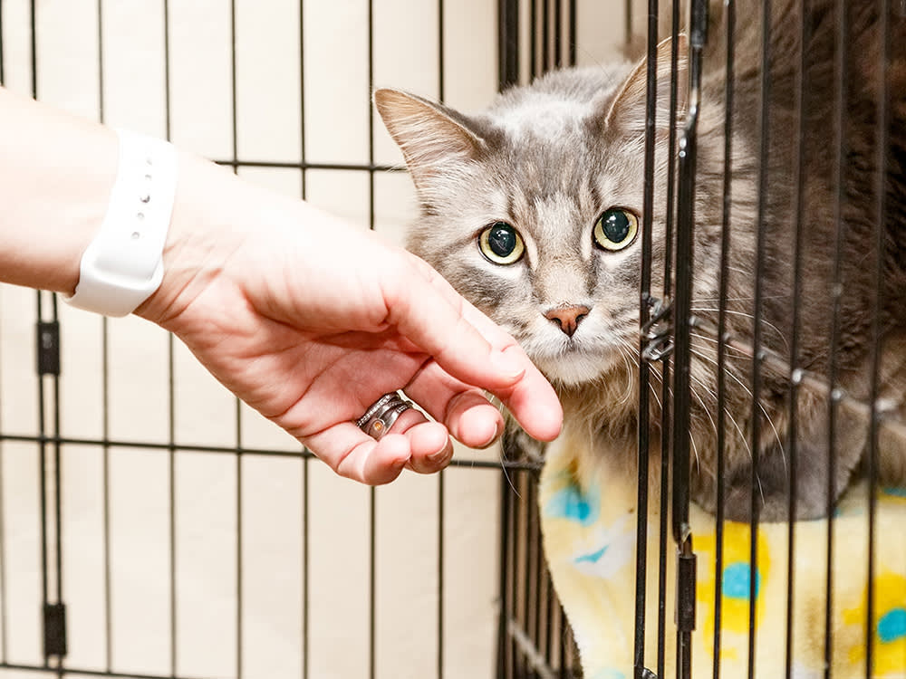Senior Pet Adoption Process