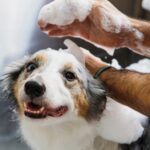 Tips for Cleaning Your Pet’s Ears: Preventing Infections and Irritations