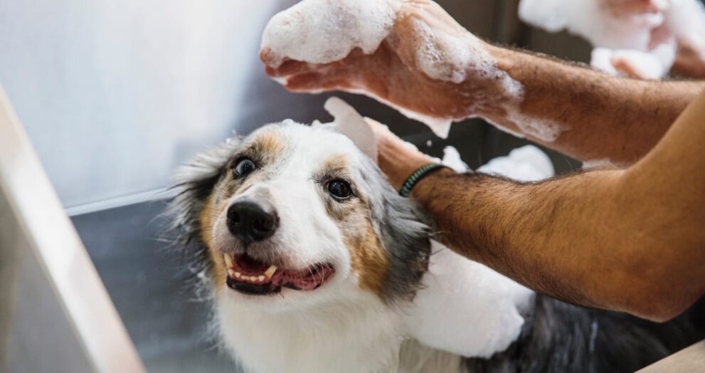 Choosing the Right Shampoo and Conditioner for Your Pet's Coat