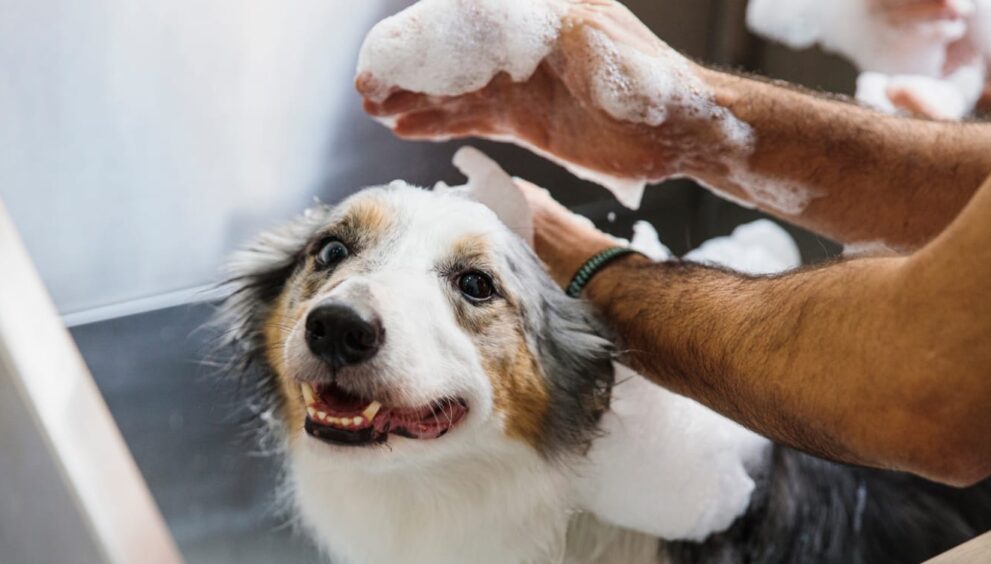 Choosing the Right Shampoo and Conditioner for Your Pet's Coat