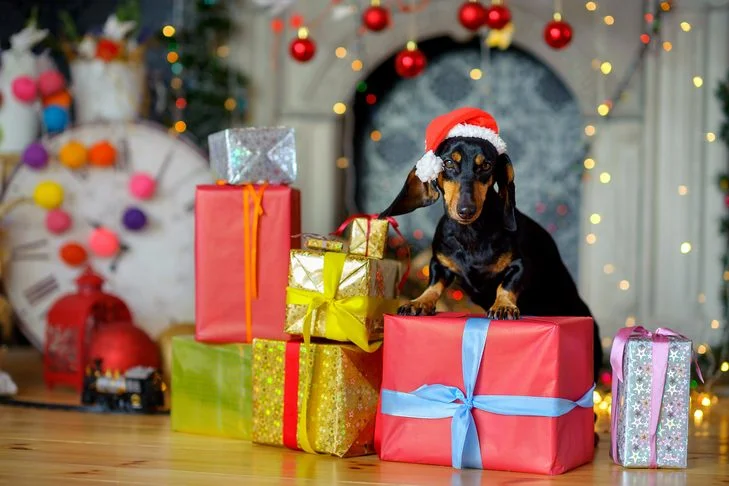 Tips for Pet Safety During Holidays