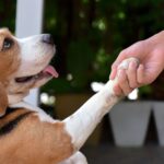 Understanding the Importance of Immediate Veterinary Care