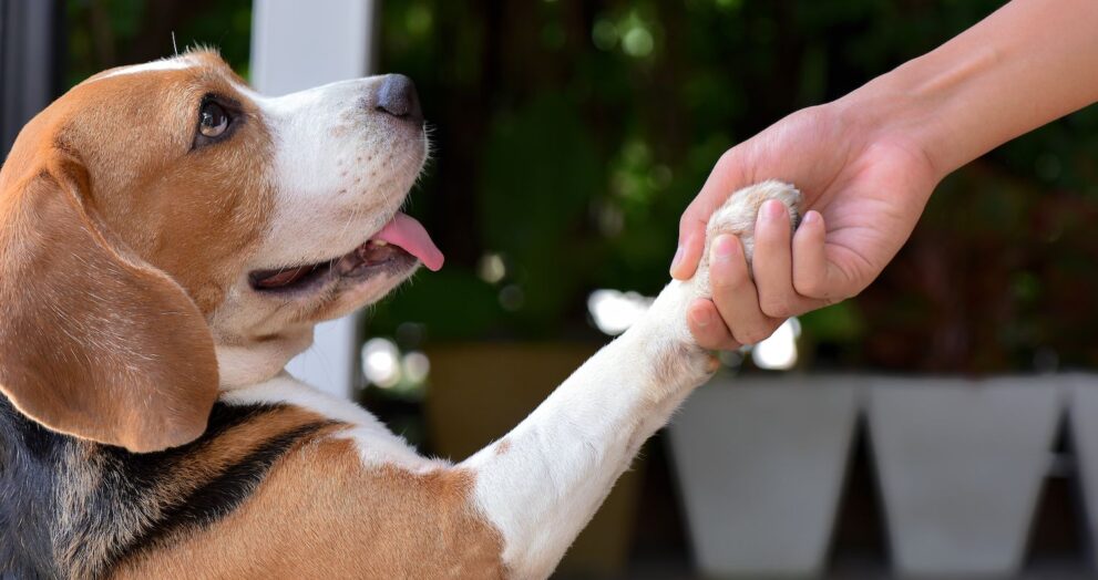 Positive Reinforcement Training Techniques for Dogs