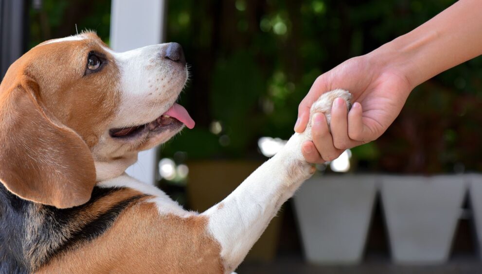 Positive Reinforcement Training Techniques for Dogs