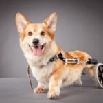 Assistive Devices for Special Needs Pets