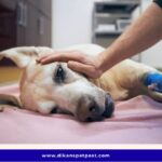 Hospice Care for Pets: What Pet Owners Should know
