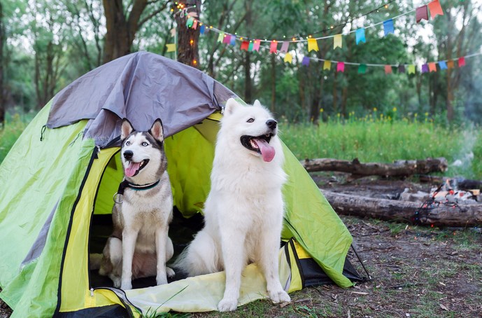 Hiking and Camping Essentials for Your Pets