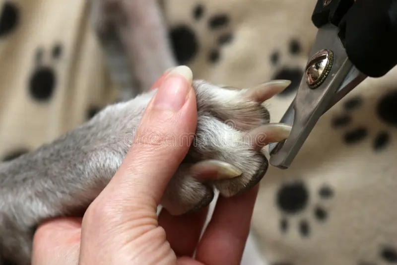 Nail Trimming 101: Safely Clipping Your Pet's Nails at Home