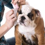 Choosing the Right Shampoo and Conditioner for Your Pet’s Coat