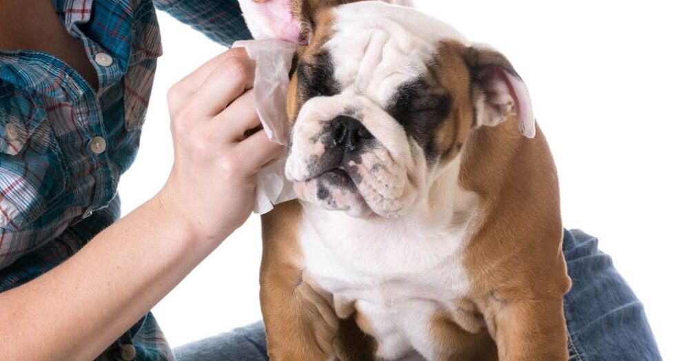 Tips for Cleaning Your Pet's Ears: Preventing Infections and Irritations