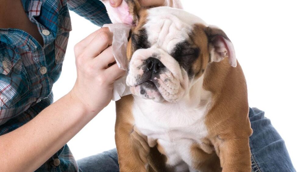 Tips for Cleaning Your Pet's Ears: Preventing Infections and Irritations