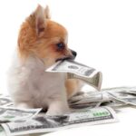 Estate Planning For Pets