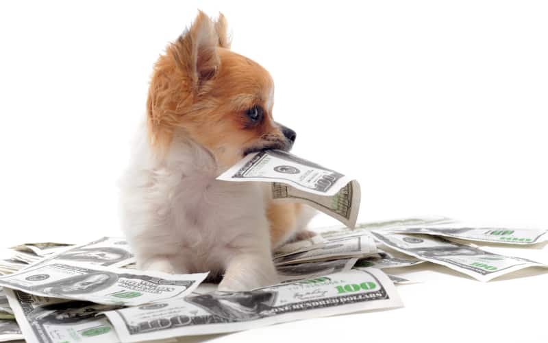 Budgeting for Pet Care