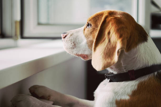 How to Address Separation Anxiety in Dogs