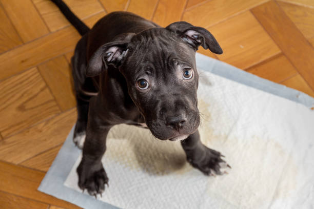 Tips for Housebreaking Your Puppy