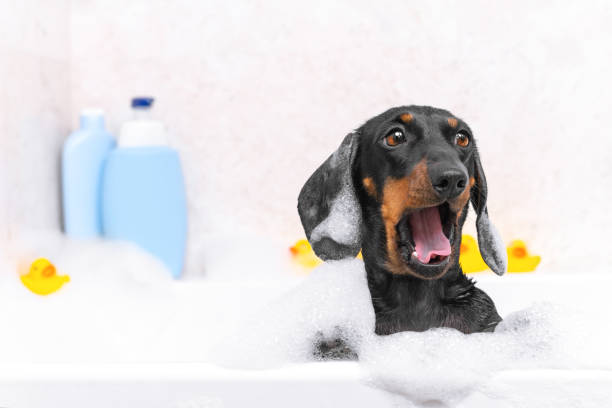 Fun Indoor Activities for Dogs During Bad Weathers