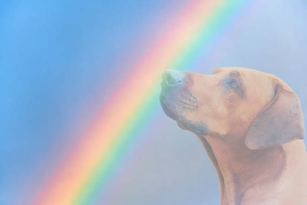 Honoring Your Pets Memory - 4 Meaningful ways