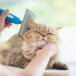 Nail Trimming 101: Safely Clipping Your Pet’s Nails at Home
