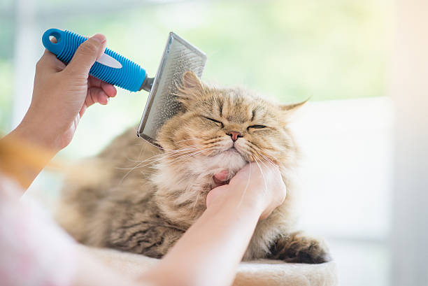 Cat Grooming: How to Keep Your Kitty Looking Fabulous