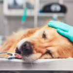 Step-by-Step Guide to Handling Pet Emergencies