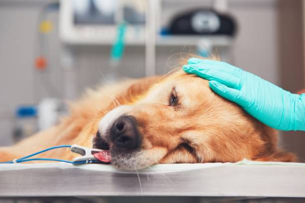 Hospice care for pets