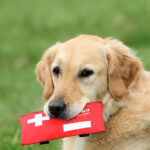 How to Create a Pet First Aid Kit in 2024